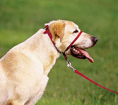 gentle leader dog leash
