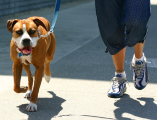 Why Walk Your Dog?  (The Answer May Surprise You!)