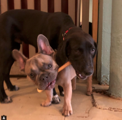 Brooklyn Dog Training